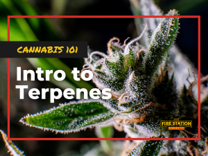 Cannabis 101: Intro to Terpenes
