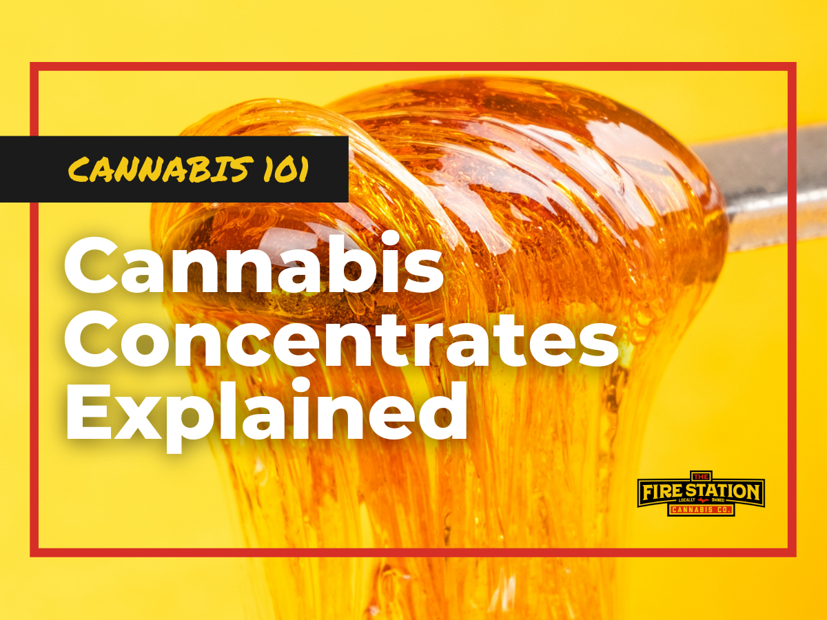 Cannabis 101: Cannabis Concentrates Explained