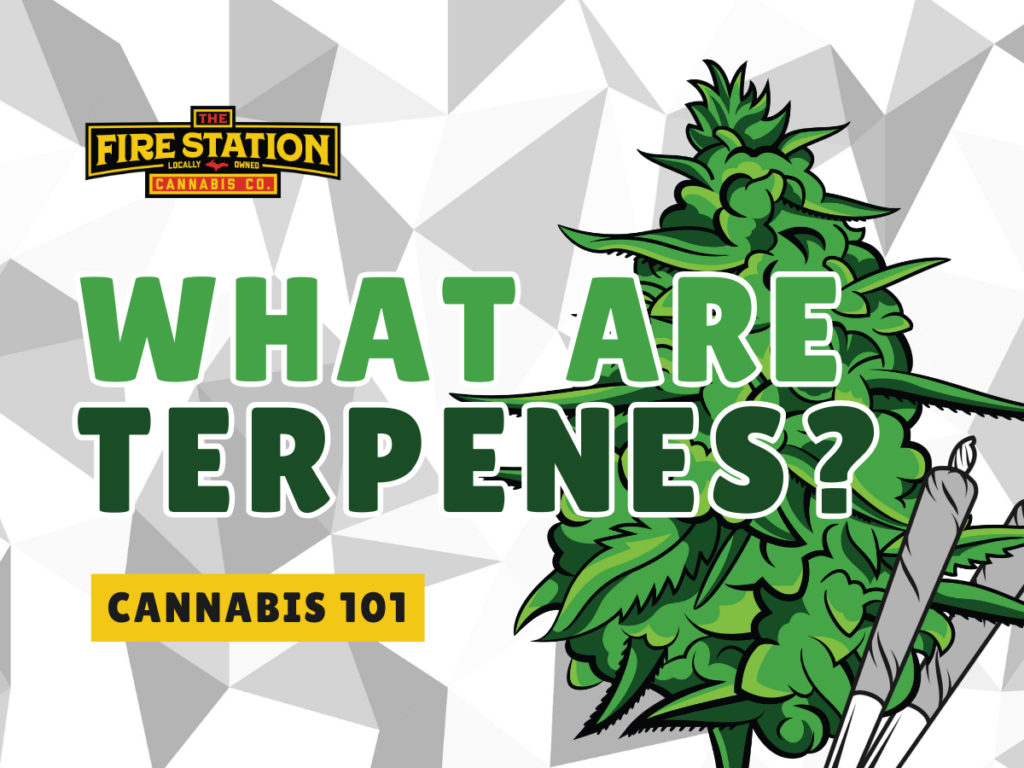 What are terpenes? Cannabis 101 with The Fire Station Cannabis Company