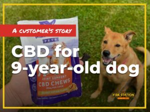 A Customer's Story: CBD for 9-Year-Old Dog