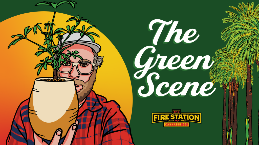 Once upon a time, weed lived in the shadows. It was whispered about in basements, coded into lyrics, and referenced with the kind of wink that said, “If you know, you know.” Fast forward to today, and cannabis is front and center: headlining music festivals, walking red carpets, and turning up in some of your favorite Netflix binges.